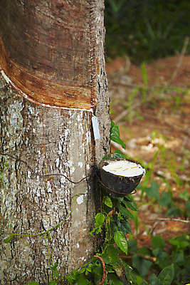 포토 JPG 주간 나무 식물 해외기획촬영 해외 나라 아시아 외국문화 해외여행 여행 기획촬영 2009년태국 태국 태국문화 사람없음 야외 농장 동남아시아 풀 고무 고무나무 고무액 라텍스 지명 국내포토 자연요소 동양문화 문화 농업 액 파일형식
