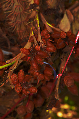 포토 JPG 식물 해외기획촬영 해외 열매 나라 아시아 외국문화 해외여행 여행 기획촬영 2009년태국 과일 태국 태국문화 근접촬영 사람없음 아웃포커스 농장 동남아시아 과수원 열대과일 라캄 셀렉타 지명 국내포토 동양문화 문화 뷰포인트 농업 촬영기법 파일형식
