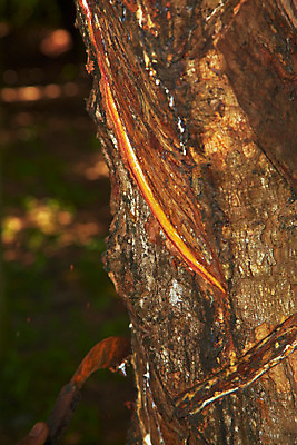 포토 JPG 주간 나무 식물 해외기획촬영 해외 나라 아시아 외국문화 해외여행 여행 기획촬영 2009년태국 태국 태국문화 사람없음 야외 농장 동남아시아 고무 고무나무 고무액 라텍스 지명 국내포토 자연요소 동양문화 문화 농업 액 파일형식