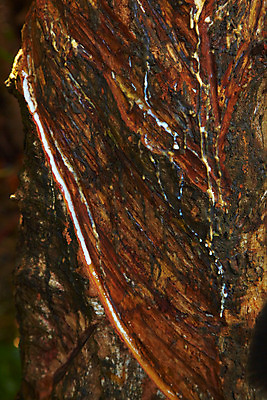 포토 JPG 주간 나무 식물 해외기획촬영 해외 나라 아시아 외국문화 해외여행 여행 기획촬영 2009년태국 태국 태국문화 사람없음 야외 농장 동남아시아 고무 고무나무 고무액 라텍스 지명 국내포토 자연요소 동양문화 문화 농업 액 파일형식