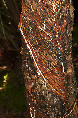 포토 JPG 주간 나무 식물 해외기획촬영 해외 나라 아시아 외국문화 해외여행 여행 기획촬영 2009년태국 태국 태국문화 사람없음 야외 농장 동남아시아 고무 고무나무 고무액 라텍스 지명 국내포토 자연요소 동양문화 문화 농업 액 파일형식