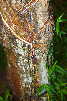포토 JPG 주간 나무 식물 해외기획촬영 해외 나라 아시아 외국문화 해외여행 여행 기획촬영 2009년태국 태국 태국문화 사람없음 야외 농장 동남아시아 풀 고무 고무나무 고무액 라텍스 지명 국내포토 자연요소 동양문화 문화 농업 액 파일형식