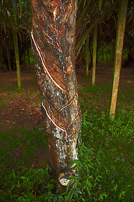 포토 JPG 주간 나무 식물 해외기획촬영 해외 나라 아시아 외국문화 해외여행 여행 기획촬영 2009년태국 태국 태국문화 사람없음 야외 농장 동남아시아 풀 숲 고무 고무나무 고무액 라텍스 지명 국내포토 자연요소 동양문화 문화 농업 액 파일형식