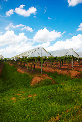 포토 JPG 주간 구름 해외기획촬영 해외 열매 나라 아시아 외국문화 해외여행 여행 기획촬영 2009년태국 과일 태국 하늘 태국문화 풍경 사람없음 야외 농장 동남아시아 풀 과수원 과일나무 포도밭 포도나무 지명 국내포토 자연요소 나무 식물 동양문화 문화 밭 농업 파일형식
