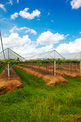 포토 JPG 주간 구름 해외기획촬영 해외 열매 나라 아시아 외국문화 해외여행 여행 기획촬영 2009년태국 과일 태국 하늘 태국문화 풍경 사람없음 야외 농장 동남아시아 풀 과수원 과일나무 포도밭 포도나무 지명 국내포토 자연요소 나무 식물 동양문화 문화 밭 농업 파일형식