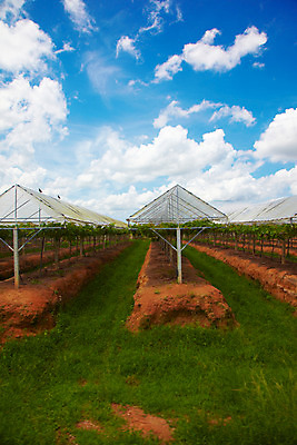 포토 JPG 주간 구름 해외기획촬영 해외 열매 나라 아시아 외국문화 해외여행 여행 기획촬영 2009년태국 과일 태국 하늘 태국문화 풍경 사람없음 야외 농장 동남아시아 풀 과수원 과일나무 포도밭 포도나무 지명 국내포토 자연요소 나무 식물 동양문화 문화 밭 농업 파일형식