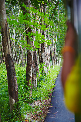 포토 JPG 주간 나무 식물 해외기획촬영 해외 나라 아시아 도로 길 외국문화 해외여행 여행 기획촬영 2009년태국 태국 태국문화 여러그루 사람없음 야외 농장 동남아시아 풀 고무나무 지명 국내포토 자연요소 동양문화 문화 다수 농업 교통시설 파일형식