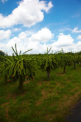 포토 JPG 주간 나무 식물 구름 해외기획촬영 해외 열매 나라 아시아 음식 외국문화 해외여행 여행 기획촬영 2009년태국 과일 태국 하늘 태국문화 사람없음 야외 농장 동남아시아 풀 과수원 과일나무 열대과일 용과 드레곤푸르츠 지명 국내포토 자연요소 동양문화 문화 농업 파일형식