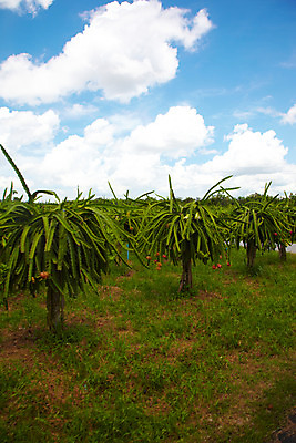 포토 JPG 주간 나무 식물 구름 해외기획촬영 해외 열매 나라 아시아 음식 외국문화 해외여행 여행 기획촬영 2009년태국 과일 태국 하늘 태국문화 사람없음 야외 농장 동남아시아 풀 과수원 과일나무 열대과일 용과 드레곤푸르츠 지명 국내포토 자연요소 동양문화 문화 농업 파일형식