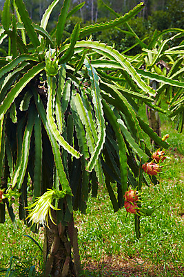 포토 JPG 주간 나무 식물 해외기획촬영 해외 열매 나라 아시아 음식 외국문화 해외여행 여행 기획촬영 2009년태국 과일 태국 태국문화 사람없음 야외 농장 동남아시아 과수원 과일나무 열대식물 열대과일 용과 드레곤푸르츠 지명 국내포토 자연요소 동양문화 문화 농업 파일형식