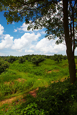 포토 JPG 주간 나무 식물 구름 해외기획촬영 해외 나라 아시아 외국문화 해외여행 여행 기획촬영 2009년태국 밭 태국 하늘 태국문화 사람없음 야외 농장 동남아시아 풀 그늘 과수원 지명 국내포토 자연요소 동양문화 문화 농업 파일형식