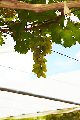 포토 JPG 주간 식물 구름 해외기획촬영 해외 열매 나라 아시아 음식 외국문화 해외여행 여행 기획촬영 2009년태국 한송이 과일 태국 하늘 포도 나뭇잎 사람없음 야외 동남아시아 나뭇가지 과수원 과일나무 청포도 포도송이 포도나무 포도알 지명 국내포토 자연요소 나무 1 문화 잎 농업 송이 파일형식