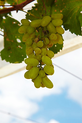 포토 JPG 주간 식물 구름 해외기획촬영 해외 열매 나라 아시아 음식 외국문화 해외여행 여행 기획촬영 2009년태국 과일 태국 하늘 포도 사람없음 야외 동남아시아 나뭇가지 과수원 과일나무 청포도 포도송이 포도나무 포도알 지명 국내포토 자연요소 나무 문화 농업 파일형식