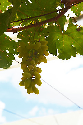 포토 JPG 주간 식물 구름 해외기획촬영 해외 열매 나라 아시아 음식 외국문화 해외여행 여행 기획촬영 2009년태국 과일 태국 하늘 포도 나뭇잎 사람없음 야외 동남아시아 나뭇가지 과수원 과일나무 청포도 포도송이 포도나무 포도알 지명 국내포토 자연요소 나무 문화 잎 농업 파일형식