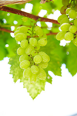 포토 JPG 주간 식물 해외기획촬영 해외 열매 나라 아시아 음식 외국문화 해외여행 여행 기획촬영 2009년태국 과일 태국 포도 근접촬영 사람없음 야외 아웃포커스 동남아시아 과수원 과일나무 청포도 포도송이 포도나무 포도알 지명 국내포토 자연요소 나무 문화 뷰포인트 농업 촬영기법 파일형식