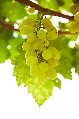 포토 JPG 주간 식물 해외기획촬영 해외 열매 나라 아시아 음식 외국문화 해외여행 여행 기획촬영 2009년태국 한송이 과일 태국 포도 근접촬영 사람없음 야외 아웃포커스 동남아시아 과수원 과일나무 청포도 포도송이 포도나무 포도알 지명 국내포토 자연요소 나무 1 문화 뷰포인트 농업 촬영기법 송이 파일형식