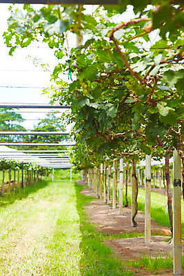 포토 JPG 주간 나무 식물 해외기획촬영 해외 열매 나라 아시아 외국문화 해외여행 여행 기획촬영 2009년태국 과일 태국 포도 태국문화 사람없음 야외 농장 동남아시아 그늘 과수원 청포도 포도밭 포도나무 포도농장 지명 국내포토 자연요소 동양문화 문화 밭 농업 과일나무 파일형식