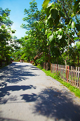 포토 JPG 주간 나무 식물 해외기획촬영 해외 나라 아시아 길 외국문화 해외여행 여행 기획촬영 2009년태국 태국 태국문화 국립공원 그림자 풍경 사람없음 야외 관광지 울타리 동남아시아 그늘 방콕 무왕보란 지명 국내포토 자연요소 동양문화 공원 문화 담장 파일형식