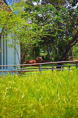 포토 JPG 주간 나무 식물 동물 해외기획촬영 척추동물 한마리 해외 육지동물 공원 나라 아시아 외국문화 해외여행 여행 기획촬영 2009년태국 포유류 태국 주택 태국문화 국립공원 잔디 사람없음 야외 건물 관광지 울타리 동남아시아 소 방콕 무왕보란 지명 국내포토 자연요소 1 동양문화 건축물 공공시설 문화 담장 파일형식