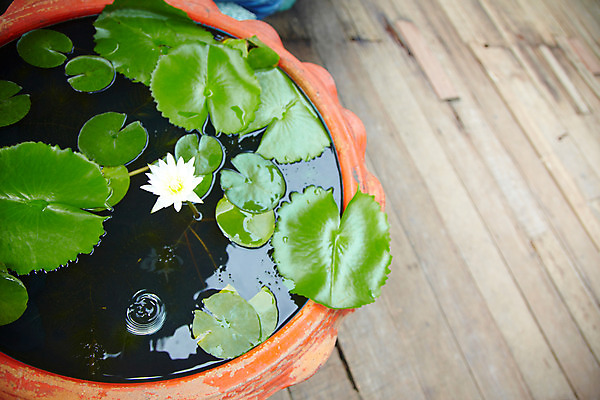 포토 JPG 주간 식물 해외기획촬영 해외 꽃 나라 아시아 외국문화 해외여행 여행 기획촬영 2009년태국 태국 태국문화 연꽃 사람없음 야외 동남아시아 항아리 마루 연잎 지명 국내포토 자연요소 동양문화 문화 잎 바닥 도자기 파일형식