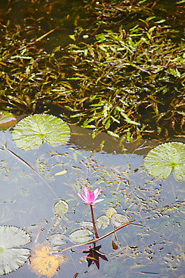 포토 JPG 주간 식물 해외기획촬영 해외 꽃 나라 아시아 외국문화 해외여행 여행 기획촬영 2009년태국 태국 태국문화 연꽃 물그림자 그림자 사람없음 야외 동남아시아 연못 연잎 지명 국내포토 자연요소 동양문화 문화 잎 파일형식