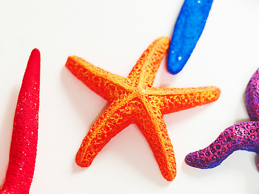 포토 JPG 동물 여행 불가사리 극피동물 사람없음 여행용품 국내포토 오브젝트 파일형식