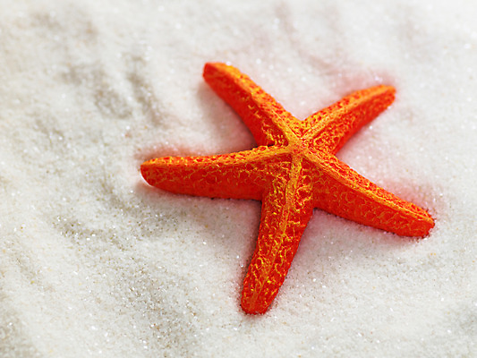 포토 JPG 동물 모래 여행 불가사리 극피동물 사람없음 여행용품 국내포토 오브젝트 파일형식