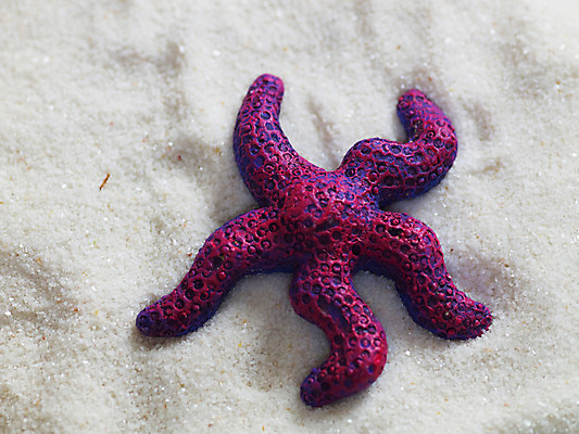 포토 JPG 동물 모래 여행 불가사리 극피동물 사람없음 여행용품 국내포토 오브젝트 파일형식