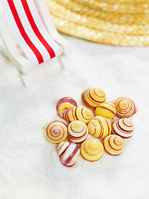 포토 JPG 모래 여행 연체동물 사람없음 소라 선베드 여행용품 국내포토 의자 어패류 무척추동물 오브젝트 파일형식