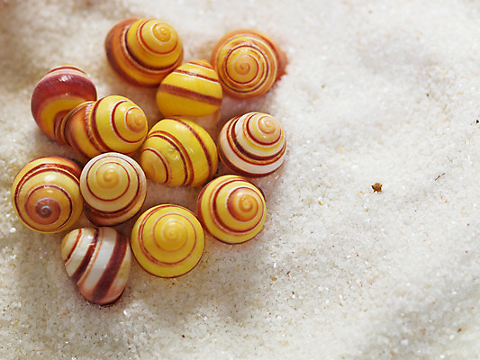 포토 JPG 모래 여행 연체동물 사람없음 소라 여행용품 국내포토 어패류 무척추동물 오브젝트 파일형식