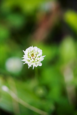 포토 JPG 식물 꽃 백그라운드 자연 풍경 근접촬영 사람없음 야외 여름 여름풍경 토끼풀 토끼풀꽃 국내포토 계절 뷰포인트 생태계 파일형식 여름_계절