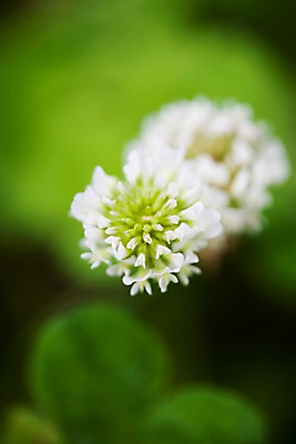 포토 JPG 식물 꽃 백그라운드 자연 풍경 근접촬영 사람없음 야외 여름 여름풍경 토끼풀 토끼풀꽃 국내포토 계절 뷰포인트 생태계 파일형식 여름_계절