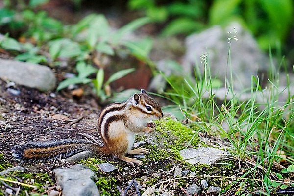 포토 JPG 주간 동물 척추동물 한마리 육지동물 초식동물 풍경 사람없음 야외 옆모습 여름 여름풍경 설치류 다람쥐 국내포토 자연요소 1 계절 뷰포인트 파일형식 여름_계절
