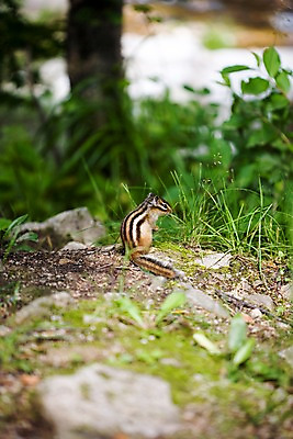 포토 JPG 주간 동물 척추동물 한마리 육지동물 자연 초식동물 산 풍경 사람없음 야외 옆모습 여름 여름풍경 설치류 숲속 다람쥐 국내포토 자연요소 1 계절 뷰포인트 숲 생태계 파일형식 여름_계절