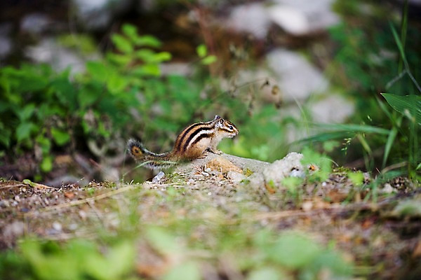 포토 JPG 주간 동물 척추동물 한마리 육지동물 자연 초식동물 풍경 사람없음 야외 옆모습 여름 여름풍경 설치류 숲속 다람쥐 국내포토 자연요소 1 계절 뷰포인트 숲 생태계 파일형식 여름_계절