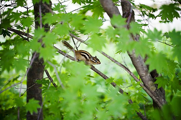 포토 JPG 주간 나무 식물 동물 척추동물 한마리 육지동물 자연 초식동물 풍경 사람없음 야외 옆모습 여름 여름풍경 설치류 숲속 다람쥐 국내포토 자연요소 1 계절 뷰포인트 숲 생태계 파일형식 여름_계절
