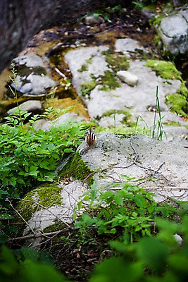 포토 JPG 주간 나무 식물 동물 척추동물 한마리 육지동물 자연 초식동물 풍경 사람없음 야외 뒷모습 여름 하이앵글 여름풍경 설치류 숲속 다람쥐 국내포토 자연요소 1 계절 뷰포인트 숲 생태계 파일형식 여름_계절