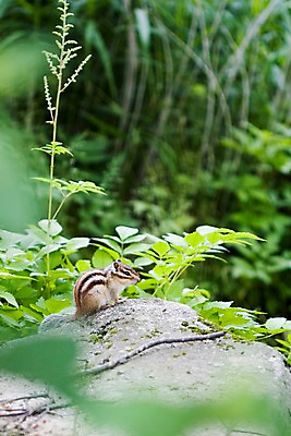 포토 JPG 주간 동물 척추동물 한마리 육지동물 자연 초식동물 산 풍경 사람없음 야외 옆모습 여름 여름풍경 설치류 숲속 다람쥐 국내포토 자연요소 1 계절 뷰포인트 숲 생태계 파일형식 여름_계절