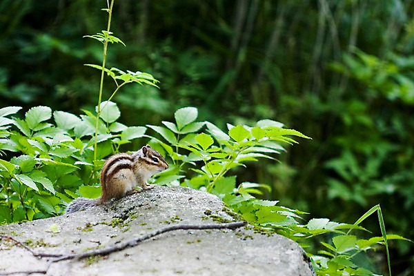 포토 JPG 동물 한마리 자연 산 풍경 사람없음 야외 여름 여름풍경 설치류 숲 다람쥐 국내포토 1 계절 생태계 파일형식 여름_계절