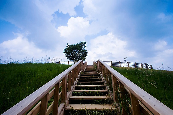 포토 JPG 주간 나무 식물 구름 로우앵글 백그라운드 자연 하늘 풍경 잔디 초원 사람없음 야외 계단 국내포토 자연요소 뷰포인트 생태계 파일형식