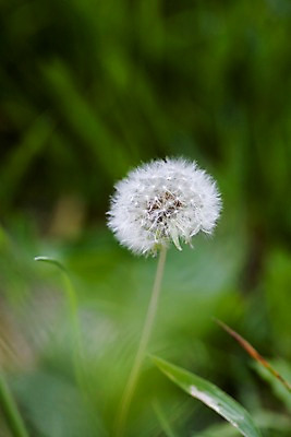 포토 JPG 식물 꽃 백그라운드 자연 풍경 근접촬영 사람없음 야외 여름 여름풍경 들꽃 민들레 민들레홀씨 국내포토 계절 뷰포인트 생태계 파일형식 여름_계절