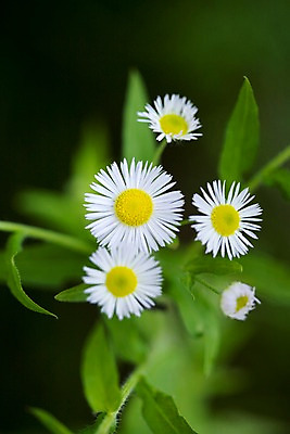 포토 JPG 식물 꽃 백그라운드 자연 풍경 근접촬영 사람없음 야외 여름 여름풍경 들꽃 개망초 국내포토 계절 뷰포인트 생태계 파일형식 여름_계절