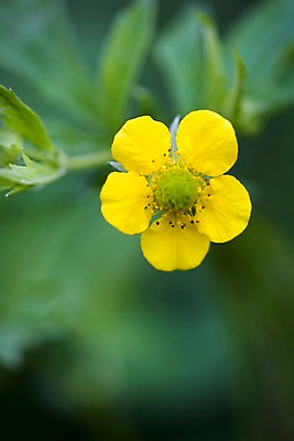 포토 JPG 식물 백그라운드 자연 풍경 근접촬영 사람없음 야외 여름 하이앵글 노란색 여름풍경 들꽃 뱀무 국내포토 계절 꽃 뷰포인트 컬러 생태계 파일형식 여름_계절