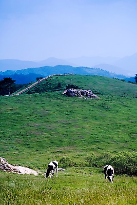 포토 JPG 동물 백그라운드 두마리 자연 산 풍경 사람없음 야외 여름 가축 여름풍경 목장 축산업 방목 젖소 언덕 국내포토 계절 산업 2 소 생태계 파일형식 여름_계절