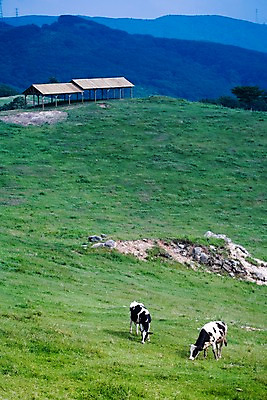 포토 JPG 동물 백그라운드 두마리 자연 산 풍경 사람없음 야외 여름 가축 여름풍경 목장 축산업 방목 젖소 언덕 국내포토 계절 산업 2 소 생태계 파일형식 여름_계절