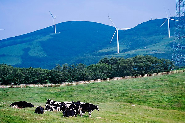 포토 JPG 동물 백그라운드 여러마리 자연 산 풍경 사람없음 야외 여름 가축 여름풍경 목장 축산업 방목 젖소 언덕 국내포토 계절 산업 다수 소 생태계 파일형식 여름_계절