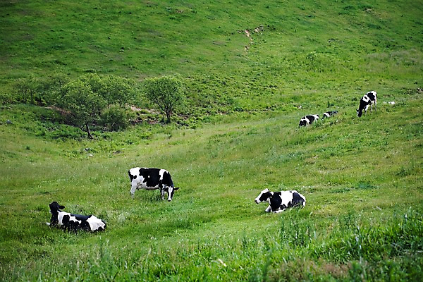 포토 JPG 동물 백그라운드 여러마리 자연 산 풍경 사람없음 야외 여름 가축 여름풍경 목장 축산업 방목 젖소 언덕 국내포토 계절 산업 다수 소 생태계 파일형식 여름_계절