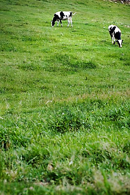 포토 JPG 동물 백그라운드 두마리 자연 산 풍경 사람없음 야외 여름 가축 여름풍경 목장 축산업 방목 젖소 언덕 국내포토 계절 산업 2 소 생태계 파일형식 여름_계절