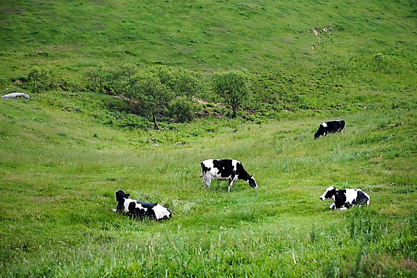 포토 JPG 동물 백그라운드 여러마리 자연 산 풍경 사람없음 야외 여름 가축 여름풍경 목장 축산업 방목 젖소 언덕 국내포토 계절 산업 다수 소 생태계 파일형식 여름_계절