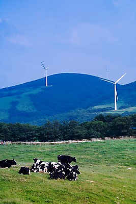 포토 JPG 동물 백그라운드 여러마리 자연 산 풍경 사람없음 야외 여름 가축 여름풍경 목장 축산업 방목 젖소 언덕 국내포토 계절 산업 다수 소 생태계 파일형식 여름_계절
